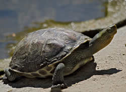 Mauremys leprosa